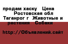 продам хаску › Цена ­ 500 - Ростовская обл., Таганрог г. Животные и растения » Собаки   